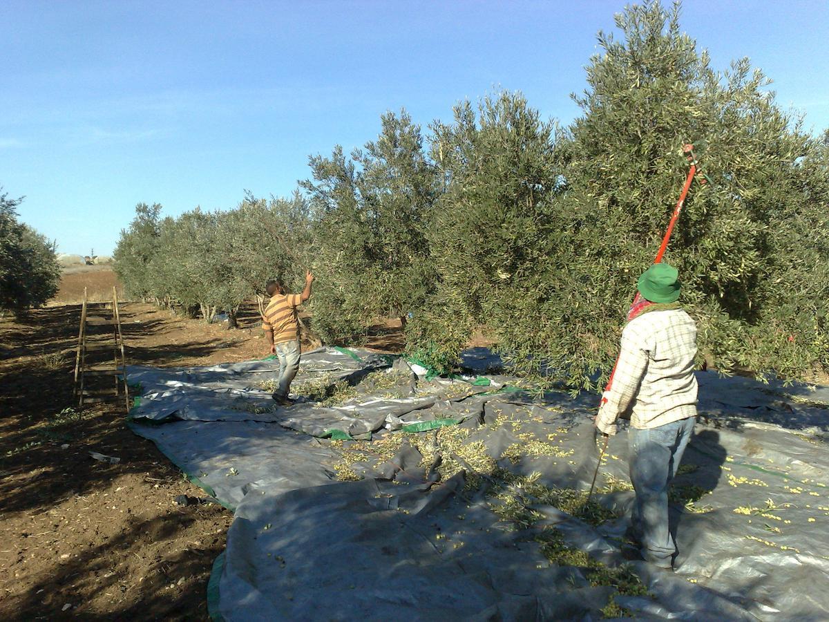 Peace Tent Vila Kfar Rut Exterior foto